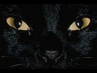 pic for black cat eyes